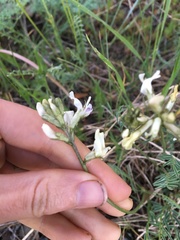 Astragalus conjunctus