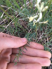Astragalus conjunctus