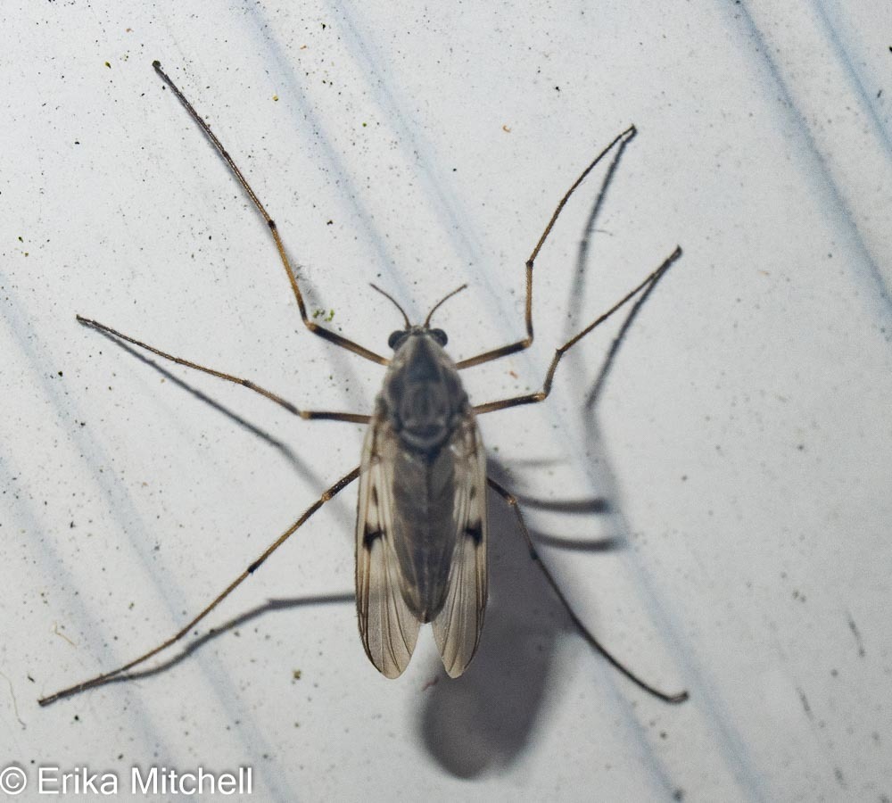 Tanypus vilipennis