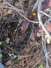 Arctostaphylos hispidula