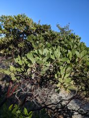Arctostaphylos hispidula