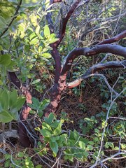 Arctostaphylos hispidula