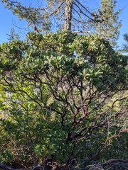 Arctostaphylos hispidula