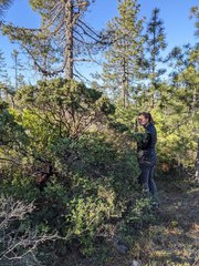 Arctostaphylos hispidula