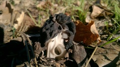 Helvella dryophila