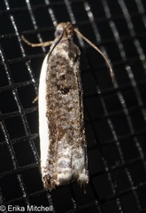 Ancylis albacostana