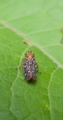 Amblydisca