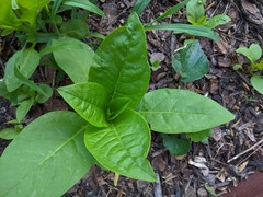 Phytolacca americana