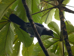 Cyanocorax violaceus