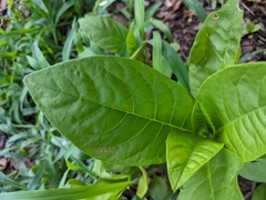 Phytolacca americana