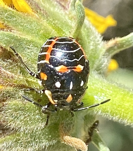 iNaturalist observation photo of Harlequin Bug
