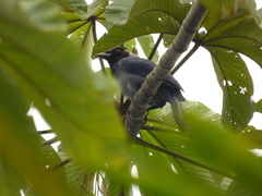 Cyanocorax violaceus