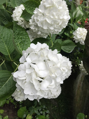Hydrangea macrophylla