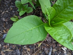 Phytolacca americana