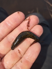 Nephelopsis