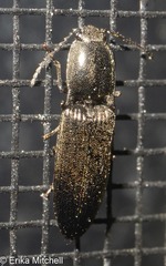 Corymbitodes elongaticollis