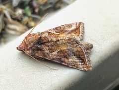 Autographa rubidus