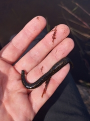 Nephelopsis
