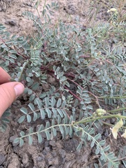 Astragalus curvicarpus
