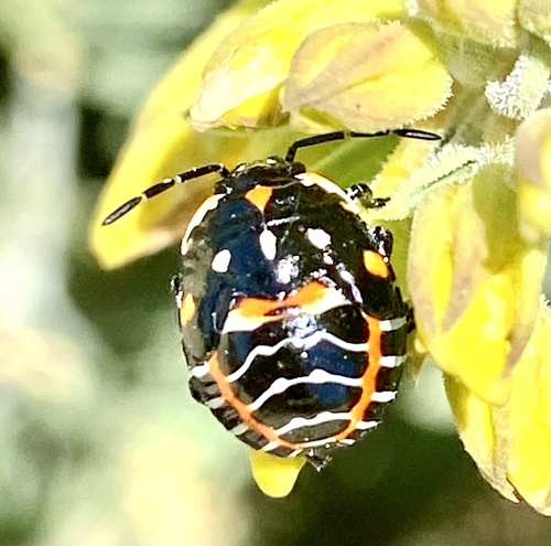 iNaturalist observation photo of Harlequin Bug