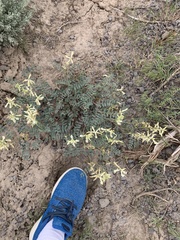 Astragalus curvicarpus