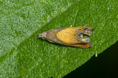 Dichrorampha bittana