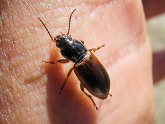 Anisodactylus sanctaecrucis
