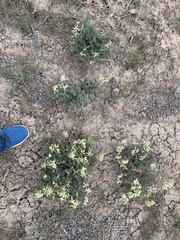 Astragalus curvicarpus