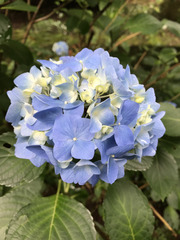Hydrangea