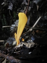 Clavulinopsis sulcata