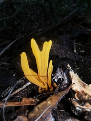 Clavulinopsis sulcata