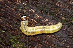 Pantographa limata