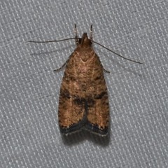 Psilocorsis quercicella