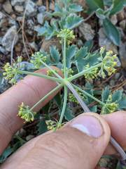 Lomatium howellii