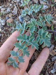 Lomatium howellii