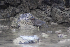 Butorides striata sundevalli