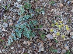 Lomatium howellii