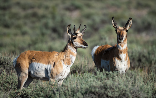 Pronghorn photographed in Nevada