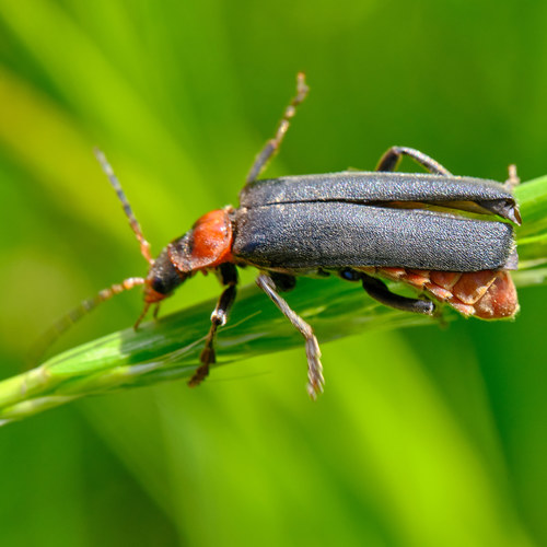 Paprastasis minkštavabalis nuotrauka