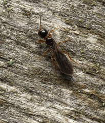 Xyeloidea