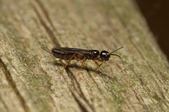 Xyeloidea