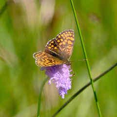Melitaea diamina