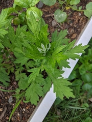 Artemisia vulgaris