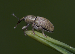 Tychius stephensi