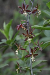 Prosthechea michuacana