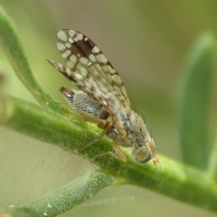 Euarestoides acutangulus