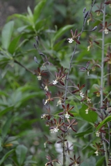Prosthechea michuacana