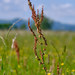 Common Sorrel - Photo (c) Dean Zagorac, some rights reserved (CC BY-NC), uploaded by Dean Zagorac