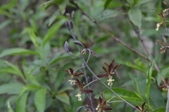 Prosthechea michuacana
