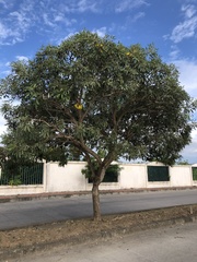 Bignoniaceae